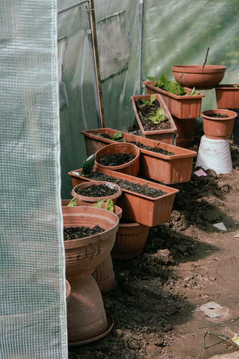 Terracotta flowerpots containing soil