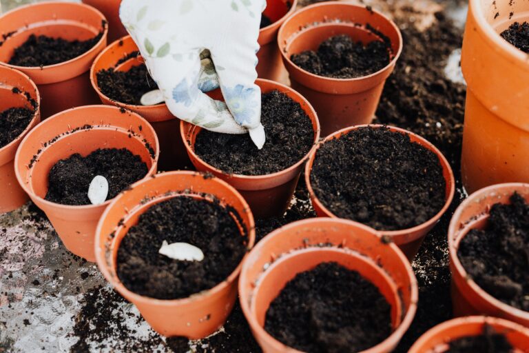 A gloved hand placing a seed in a pot of soil