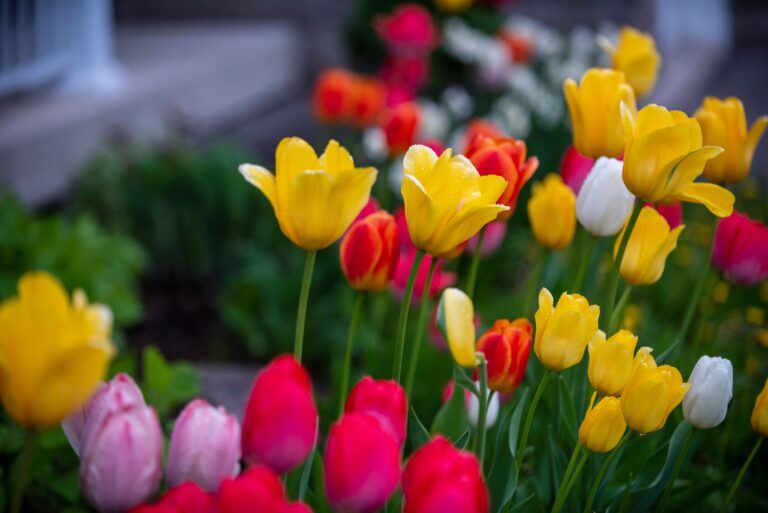 Tulips in bloom, shown as flower-bulb growing inspiration