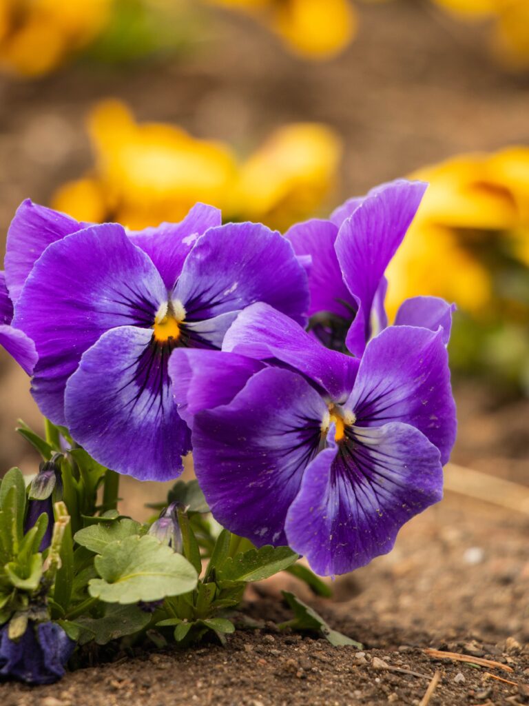 Purple pansy flowers in bloom, shown as growing inspiration