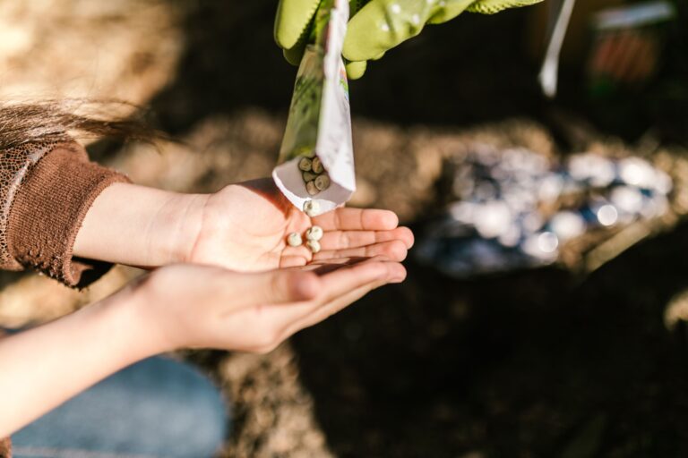 Hands pouring seeds from a packet before sowing